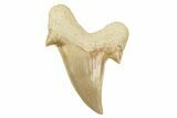 Fossil Shark Tooth (Otodus) - Morocco #259906-1